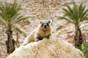 Israel - Klippschliefer (Procavia capensis) in En Gedi